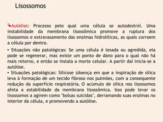Lisossomos 
Autólise: Processo pelo qual uma célula se autodestrói. Uma 
instabilidade da membrana lisossômica promove a ruptura dos 
lisossomos e extravasamento das enzimas hidrolíticas, as quais corroem 
a célula por dentro. 
 Situações não patológicas: Se uma célula é lesada ou agredida, ela 
pode se regenerar, mas existe um ponto de dano para o qual não há 
mais retorno, e então se instala a morte celular. A partir daí inicia-se a 
autólise. 
 Situações patológicas: Silicose (doença em que a inspiração de sílica 
leva à formação de um tecido fibroso nos pulmões, com a consequente 
redução da superfície respiratória. O acúmulo de sílica nos lisossomos 
afeta a estabilidade da membrana lisossômica. Isso pode levar os 
lisossomos a agirem como "bolsas suicidas", derramando suas enzimas no 
interior da célula, e promovendo a autólise. 
 