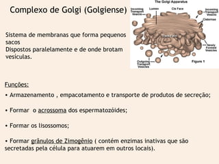 Complexo de Golgi (Golgiense) 
Sistema de membranas que forma pequenos 
sacos 
Dispostos paralelamente e de onde brotam 
vesículas. 
Funções: 
• Armazenamento , empacotamento e transporte de produtos de secreção; 
• Formar o acrossoma dos espermatozóides; 
• Formar os lisossomos; 
• Formar grânulos de Zimogênio ( contém enzimas inativas que são 
secretadas pela célula para atuarem em outros locais). 
 