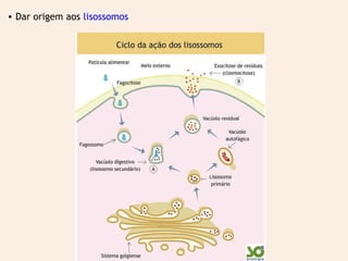• Dar origem aos lisossomos 
 