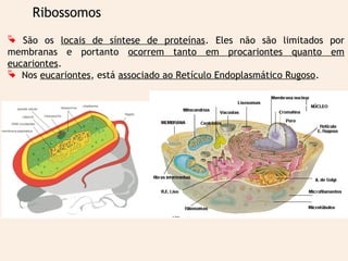 Ribossomos 
 São os locais de síntese de proteínas. Eles não são limitados por 
membranas e portanto ocorrem tanto em procariontes quanto em 
eucariontes. 
 Nos eucariontes, está associado ao Retículo Endoplasmático Rugoso. 
 