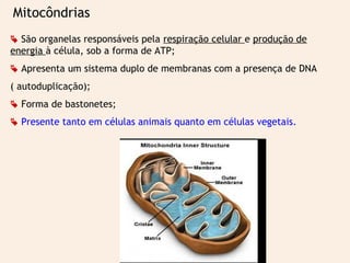 Mitocôndrias 
 São organelas responsáveis pela respiração celular e produção de 
energia à célula, sob a forma de ATP; 
 Apresenta um sistema duplo de membranas com a presença de DNA 
( autoduplicação); 
 Forma de bastonetes; 
 Presente tanto em células animais quanto em células vegetais. 
 
