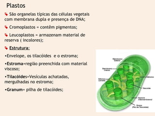Plastos 
 São organelas típicas das células vegetais 
com membrana dupla e presença de DNA; 
 Cromoplastos = contêm pigmentos; 
 Leucoplastos = armazenam material de 
reserva ( incolores); 
 Estrutura: 
•Envelope, os tilacóides e o estroma; 
•Estroma=região preenchida com material 
viscoso; 
•Tilacóides=Vesículas achatadas, 
mergulhadas no estroma; 
•Granum= pilha de tilacóides; 
 