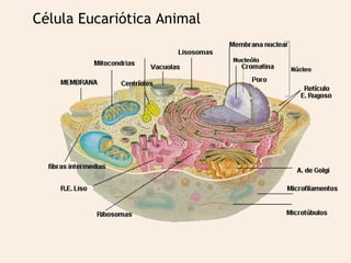 Célula Eucariótica Animal 
 