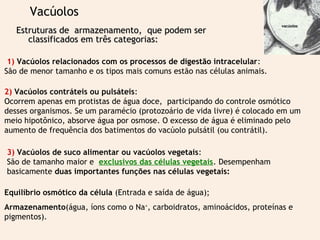 Vacúolos 
Estruturas de armazenamento, qquuee ppooddeemm sseerr 
ccllaassssiiffiiccaaddooss eemm ttrrêêss ccaatteeggoorriiaass:: 
1) Vacúolos relacionados com os processos de digestão intracelular: 
São de menor tamanho e os tipos mais comuns estão nas células animais. 
vvaaccúúoollooss 
2) Vacúolos contráteis ou pulsáteis: 
Ocorrem apenas em protistas de água doce, participando do controle osmótico 
desses organismos. Se um paramécio (protozoário de vida livre) é colocado em um 
meio hipotônico, absorve água por osmose. O excesso de água é eliminado pelo 
aumento de frequência dos batimentos do vacúolo pulsátil (ou contrátil). 
3) Vacúolos de suco alimentar ou vacúolos vegetais: 
São de tamanho maior e exclusivos das células vegetais. Desempenham 
basicamente duas importantes funções nas células vegetais: 
Equilíbrio osmótico da célula (Entrada e saída de água); 
Armazenamento(água, íons como o Na+, carboidratos, aminoácidos, proteínas e 
pigmentos). 
 
