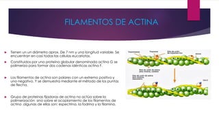 FILAMENTOS DE ACTINA
 Tienen un un diámetro aprox. De 7 nm y una longitud variable. Se
encuentran en casi todas las células eucariotas.
 Constituidos por una proteína globular denominada actina G se
polimeriza para formar dos cadenas idénticas actina F.
 Los filamentos de actina son polares con un extremo positivo y
uno negativo. Y se demuestra mediante el método de los puntas
de flecha.
 Grupo de proteínas fijadoras de actina no actúa sobre la
polimerización sino sobre el acoplamiento de los filamentos de
actina .algunas de ellas son: espectrina, la fodrina y la filamina.
 