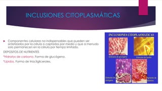 INCLUSIONES CITOPLASMÁTICAS
 Componentes celulares no indispensables que pueden ser
sintetizados por la célula o captados por medio y que a menudo
solo permanecen en la célula por tiempo limitado.
DEPOSITOS DE NUTRIENTES
*Hidratos de carbono. Forma de glucógeno.
*Lípidos. Forma de triacilgliceroles.
 