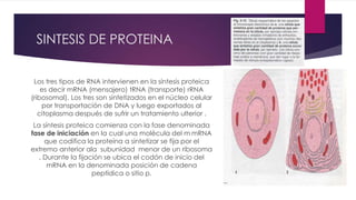 SINTESIS DE PROTEINA
Los tres tipos de RNA intervienen en la síntesis proteica
es decir mRNA (mensajero) tRNA (transporte) rRNA
(ribosomal). Los tres son sintetizados en el núcleo celular
por transportación de DNA y luego exportados al
citoplasma después de sufrir un tratamiento ulterior .
La síntesis proteica comienza con la fase denominada
fase de iniciación en la cual una molécula del m mRNA
que codifica la proteína a sintetizar se fija por el
extremo anterior ala subunidad menor de un ribosoma
. Durante la fijación se ubica el codón de inicio del
mRNA en la denominada posición de cadena
peptídica o sitio p.
 
