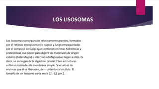 Los lisosomas son orgánulos relativamente grandes, formados
por el retículo endoplasmático rugoso y luego empaquetadas
por el complejo de Golgi, que contienen enzimas hidrolíticas y
proteolíticas que sirven para digerir los materiales de origen
externo (heterofagia) o interno (autofagia) que llegan a ellos. Es
decir, se encargan de la digestión celular.1 Son estructuras
esféricas rodeadas de membrana simple. Son bolsas de
enzimas que si se liberasen, destruirían toda la célula. El
tamaño de un lisosoma varía entre 0,1-1,2 μm.2.
LOS LISOSOMAS
 