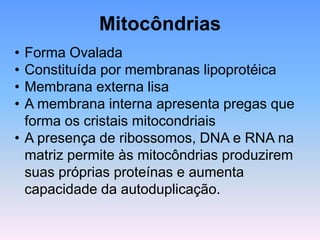 • Forma Ovalada
• Constituída por membranas lipoprotéica
• Membrana externa lisa
• A membrana interna apresenta pregas que
forma os cristais mitocondriais
• A presença de ribossomos, DNA e RNA na
matriz permite às mitocôndrias produzirem
suas próprias proteínas e aumenta
capacidade da autoduplicação.
Mitocôndrias
 
