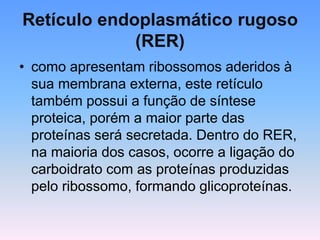Retículo endoplasmático rugoso
(RER)
• como apresentam ribossomos aderidos à
sua membrana externa, este retículo
também possui a função de síntese
proteica, porém a maior parte das
proteínas será secretada. Dentro do RER,
na maioria dos casos, ocorre a ligação do
carboidrato com as proteínas produzidas
pelo ribossomo, formando glicoproteínas.
 