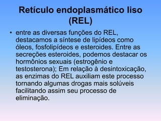 Retículo endoplasmático liso
(REL)
• entre as diversas funções do REL,
destacamos a síntese de lipídeos como
óleos, fosfolipídeos e esteroides. Entre as
secreções esteroides, podemos destacar os
hormônios sexuais (estrogênio e
testosterona); Em relação à desintoxicação,
as enzimas do REL auxiliam este processo
tornando algumas drogas mais solúveis
facilitando assim seu processo de
eliminação.
 