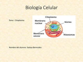 Biología Celular
Nombre del alumno: Saskya Bermúdez
Tema : Citoplasma
 
