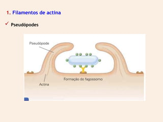  Pseudópodes
1. Filamentos de actina
 