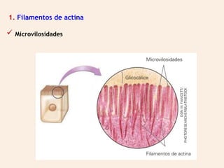  Microvilosidades
1. Filamentos de actina
 