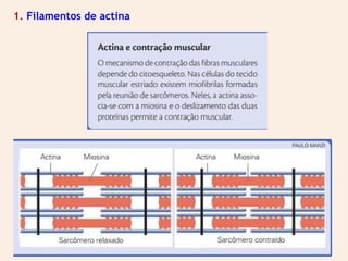 1. Filamentos de actina
 