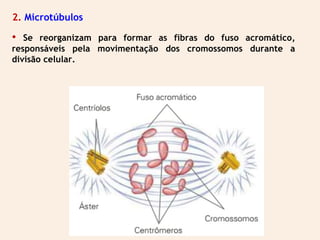 2. Microtúbulos
• Se reorganizam para formar as fibras do fuso acromático,
responsáveis pela movimentação dos cromossomos durante a
divisão celular.
 