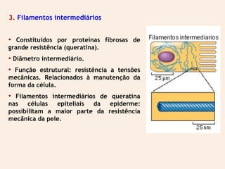 3. Filamentos intermediários
• Constituídos por proteínas fibrosas de
grande resistência (queratina).
• Diâmetro intermediário.
• Função estrutural: resistência a tensões
mecânicas. Relacionados à manutenção da
forma da célula.
• Filamentos intermediários de queratina
nas células epiteliais da epiderme:
possibilitam a maior parte da resistência
mecânica da pele.
 