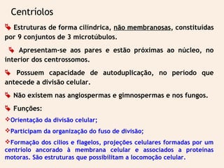 Centríolos
 Estruturas de forma cilíndrica, não membranosas, constituídas
por 9 conjuntos de 3 microtúbulos.
 Apresentam-se aos pares e estão próximas ao núcleo, no
interior dos centrossomos.
 Possuem capacidade de autoduplicação, no período que
antecede a divisão celular.
 Não existem nas angiospermas e gimnospermas e nos fungos.
 Funções:
Orientação da divisão celular;
Participam da organização do fuso de divisão;
Formação dos cílios e flagelos, projeções celulares formadas por um
centríolo ancorado à membrana celular e associados a proteínas
motoras. São estruturas que possibilitam a locomoção celular.
 
