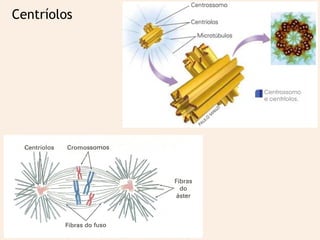 Centríolos
 