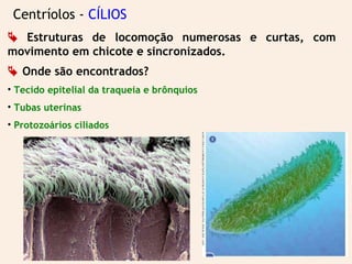 Centríolos - CÍLIOS
 Estruturas de locomoção numerosas e curtas, com
movimento em chicote e sincronizados.
 Onde são encontrados?
• Tecido epitelial da traqueia e brônquios
• Tubas uterinas
• Protozoários ciliados
 