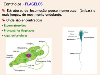 Centríolos - FLAGELOS
 Estruturas de locomoção pouco numerosas (únicas) e
mais longas, de movimento ondulante.
 Onde são encontrados?
• Espermatozoides
• Protozoários flagelados
• Algas unicelulares
 