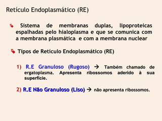  Sistema de membranas duplas, lipoproteicas
espalhadas pelo hialoplasma e que se comunica com
a membrana plasmática e com a membrana nuclear
Retículo Endoplasmático (RE)
1) R.E Granuloso (Rugoso)  Também chamado deTambém chamado de
ergatoplasma.ergatoplasma. Apresenta ribossomos aderido à suaApresenta ribossomos aderido à sua
superfíciesuperfície..
2) R.E Não Granuloso (Liso)R.E Não Granuloso (Liso)  não apresenta ribossomos.não apresenta ribossomos.
 Tipos de Retículo Endoplasmático (RE)
 