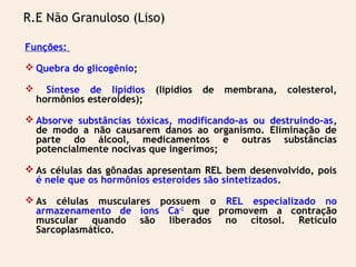 Funções:
 Quebra do glicogênio;
 Síntese de lipídios (lipídios de membrana, colesterol,
hormônios esteroides);
 Absorve substâncias tóxicas, modificando-as ou destruindo-as,
de modo a não causarem danos ao organismo. Eliminação de
parte do álcool, medicamentos e outras substâncias
potencialmente nocivas que ingerimos;
 As células das gônadas apresentam REL bem desenvolvido, pois
é nele que os hormônios esteroides são sintetizados.
 As células musculares possuem o REL especializado no
armazenamento de íons Ca+2
que promovem a contração
muscular quando são liberados no citosol. Retículo
Sarcoplasmático.
R.E Não Granuloso (Liso)
 