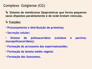  Sistema de membranas lipoproteicas que forma pequenos
sacos dispostos paralelamente e de onde brotam vesículas.
 Funções:
• Processamento e distribuição de proteínas;
• Secreção celular;
• Síntese de polissacarídeos (celulose e pectina;
mucopolissacarídeos);
• Formação do acrossomo dos espermatozoides.
• Formação da lamela média vegetal.
• Formação dos lisossomos.
Complexo Golgiense (CG)
 