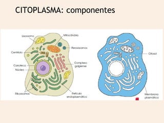 Citoplasma | PPT