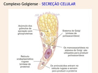 Complexo Golgiense – SECREÇÃO CELULAR
 