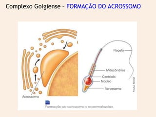 Complexo Golgiense – FORMAÇÃO DO ACROSSOMO
 