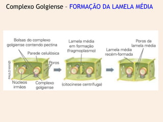 Complexo Golgiense – FORMAÇÃO DA LAMELA MÉDIA
 