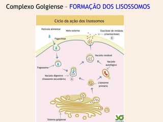 Complexo Golgiense – FORMAÇÃO DOS LISOSSOMOS
 