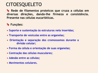 CITOESQUELETO
 Rede de filamentos proteicos que cruza a células em
diversas direções, dando-lhe firmeza e consistência.
Presente nas células eucarióticas.
 Funções:
• Suporte e sustentação às estruturas nela inseridas;
• Transporte de vesículas entre as organelas;
• Orientação e separação dos cromossomos durante a
divisão celular;
• Forma da célula e orientação de suas organelas;
• Contração das células musculares;
• Adesão entre as células;
• Movimentos celulares.
 