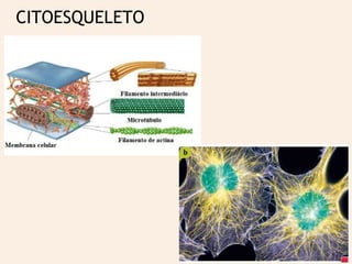 CITOESQUELETO
 