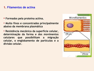 1. Filamentos de actina
• Formados pela proteína actina.
• Muito finos e concentrados principalmente
abaixo da membrana plasmática
• Resistência mecânica da superfície celular,
determinação da forma e dos movimentos
celulares que possibilitam a migração
celular, o englobamento de partículas e a
divisão celular.
 