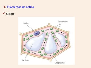  Ciclose
1. Filamentos de actina
 