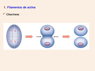  Citocinese
1. Filamentos de actina
 