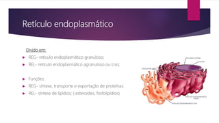 Retículo endoplasmático
Divido em:
 REG- retículo endoplasmático granuloso;
 REL- retículo endoplasmático agranuloso ou Liso;
 Funções:
 REG- síntese, transporte e exportação de proteínas;
 REL- síntese de lipídios; ( esteroides, fosfolipídios)
 