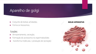 Aparelho de golgi
 Conjunto de bolsas achatadas;
 Forma os lisossomos;
Funções:
 Armazenamento, secreção;
 Formação do acrossoma no espermatozóide;
 transforma moléculas; ( produção de secreção)
 