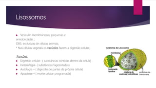 Lisossomos
 Vesículas membranosas, pequenas e
arredondadas ;
OBS: exclusivas de células animais;
* Nas células vegetais os vacúolos fazem a digestão celular;
Funções:
 Digestão celular- ( substâncias contidas dentro da célula)
 Heterofagia- ( substâncias fagossitadas)
 Autofagia – ( digestão de partes da própria célula)
 Apoptose – ( morte celular programada)
 