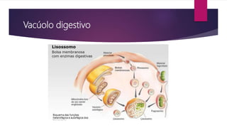 Vacúolo digestivo
 