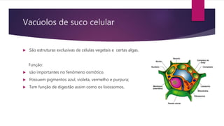Vacúolos de suco celular
 São estruturas exclusivas de células vegetais e certas algas.
Função:
 são importantes no fenômeno osmótico.
 Possuem pigmentos azul, violeta, vermelho e purpura;
 Tem função de digestão assim como os lisossomos.
 