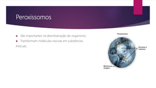 Peroxissomos
 São importantes na desintoxicação do organismo.
 Transformam moléculas nocivas em substâncias
Inócuas;
 