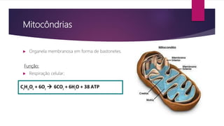 Mitocôndrias
 Organela membranosa em forma de bastonetes.
Função:
 Respiração celular;
 