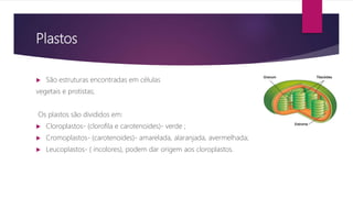 Plastos
 São estruturas encontradas em células
vegetais e protistas;
Os plastos são divididos em:
 Cloroplastos- (clorofila e carotenoides)- verde ;
 Cromoplastos- (carotenoides)- amarelada, alaranjada, avermelhada;
 Leucoplastos- ( incolores), podem dar origem aos cloroplastos.
 