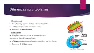 Diferenças no citoplasma!
Procariontes
 Citoplasma preenche todo o interior da célula;
 Não existe organelas membranosas;
 Presença de Ribossomos;
Eucariontes
 Citoplasma corresponde ao espaço entre a
membrana plasmática e o núcleo;
 Existem organelas membranosas contidas no citoplasma;
 Presença de Ribossomos;
 