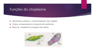Funções do citoplasma
 Movimentos celulares; ( cicloses,amebóide, ciliar, flagelar)
 Síntese, armazenamento e transporte de substâncias;
 Berço do metabolismo energético das células;
 