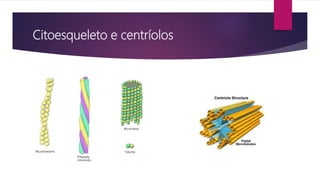 Citoesqueleto e centríolos
 