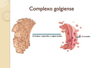 Complexo golgiense
 